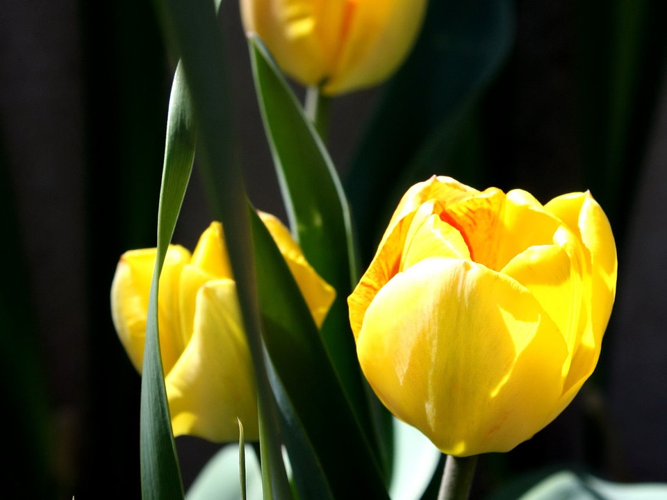 Flower Garden flowering petals