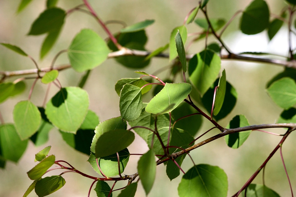 Aspen branch flora