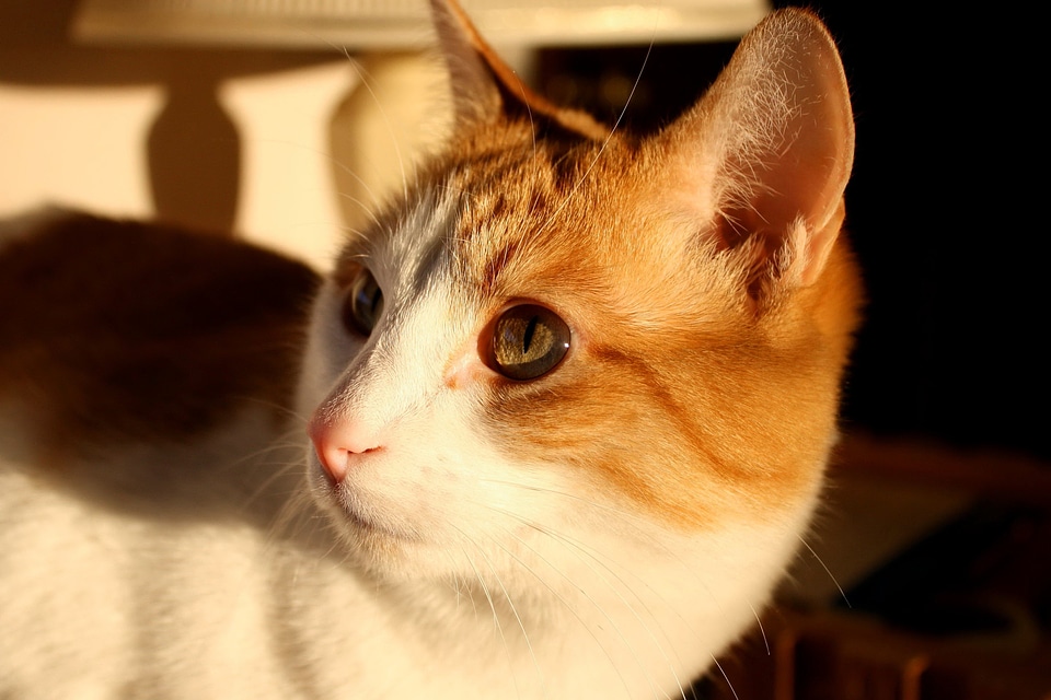 Animals cat domestic cat
