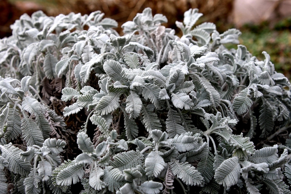 Flora leave leaves