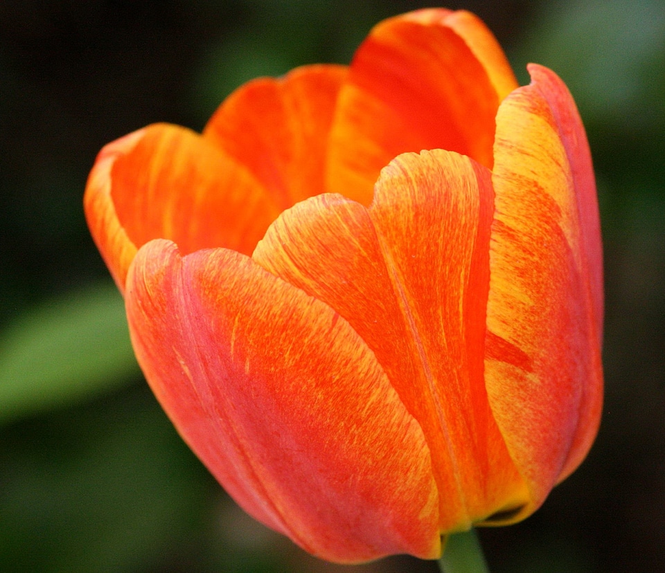 Colorful red tulip