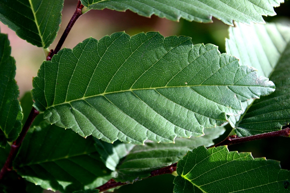 Dark Green green leaves leaf