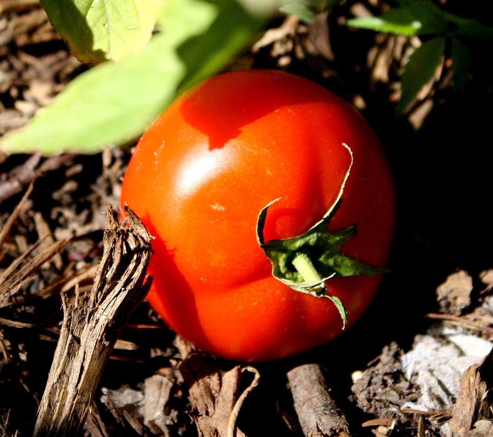 Ground organic tomato