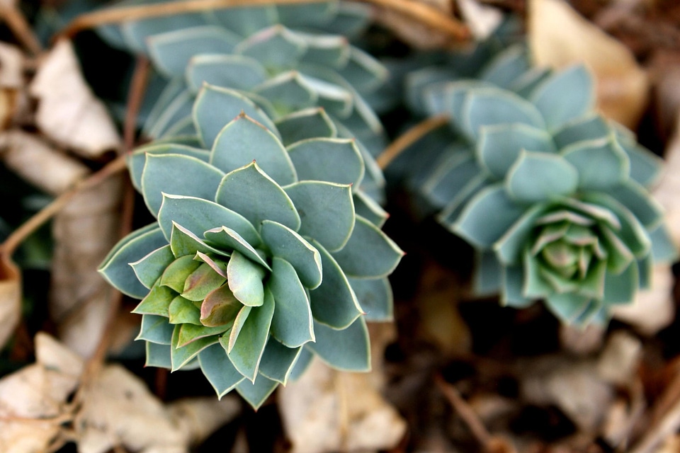 Asclepias Syriaca green grass green leaves