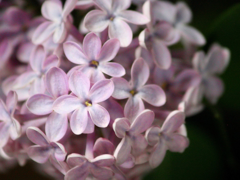 Flower flower garden flowers