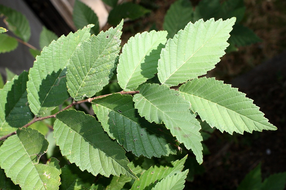 Branch branches leaves