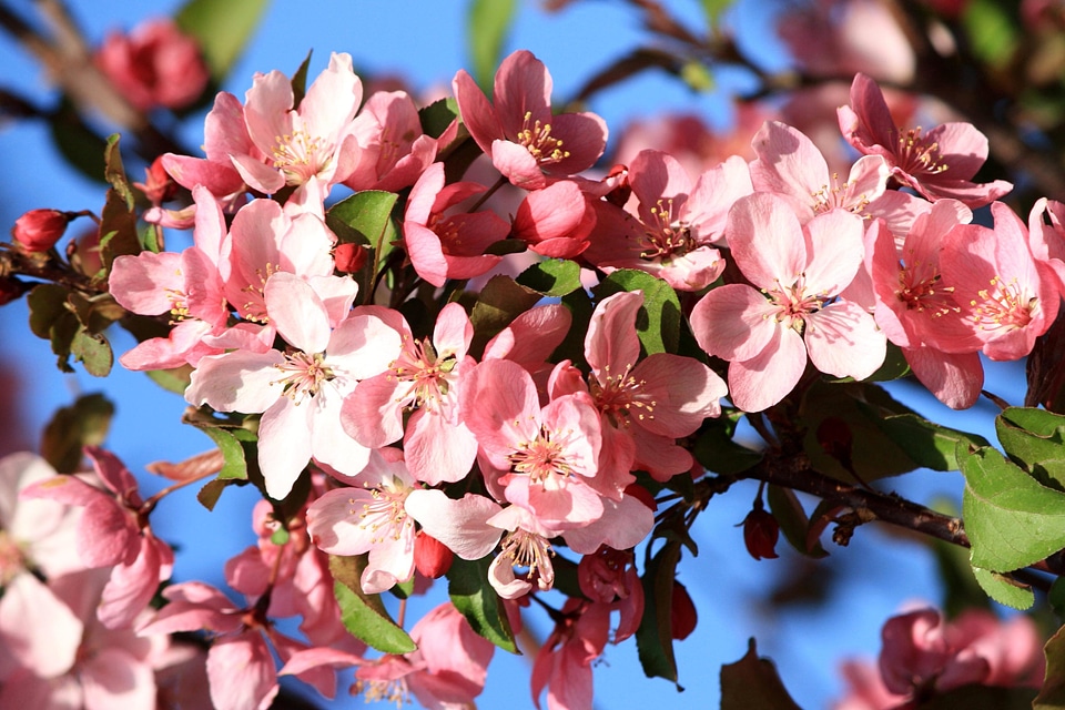 Apple Tree branch branches photo