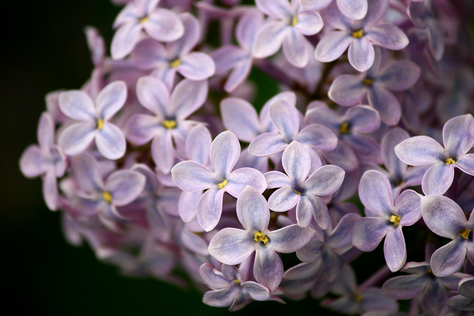 Bloom blooming flora
