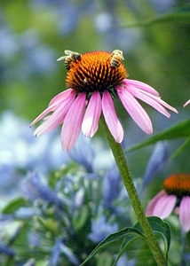 Floral plant natural