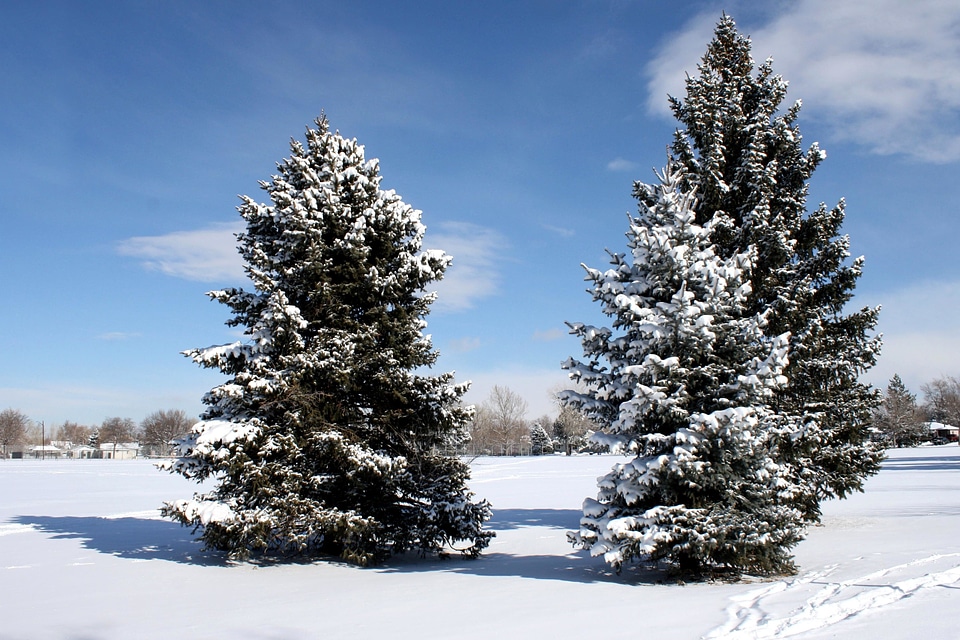 Blue Sky conifer landscape photo