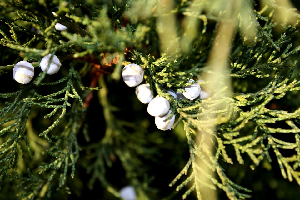 Berries flora juniper berries