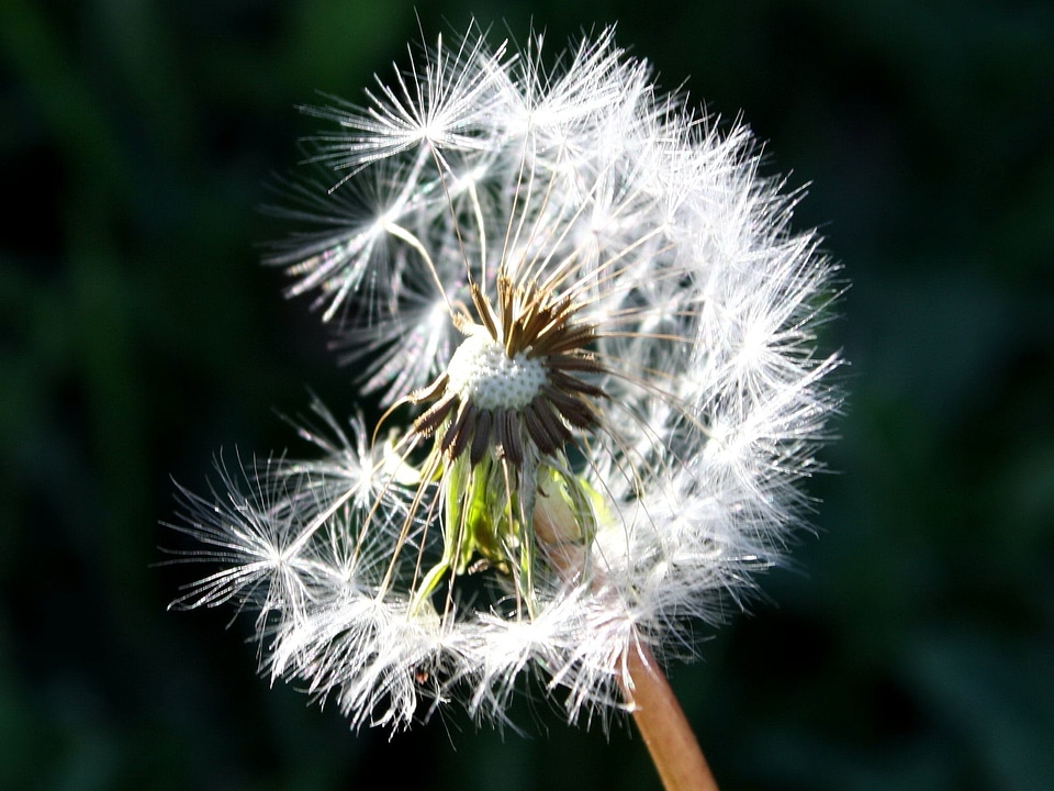 Dandelion flora flower