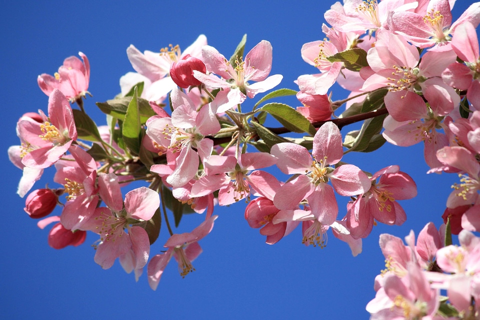 Beautiful Photo branch branches