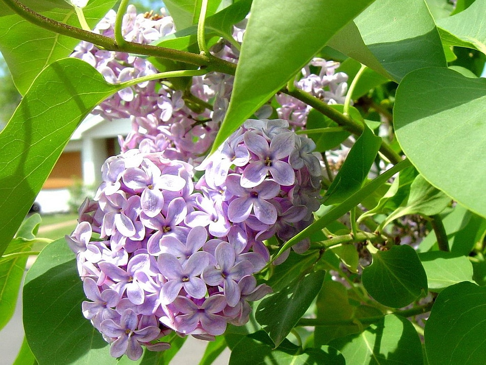 Flowers petal petals