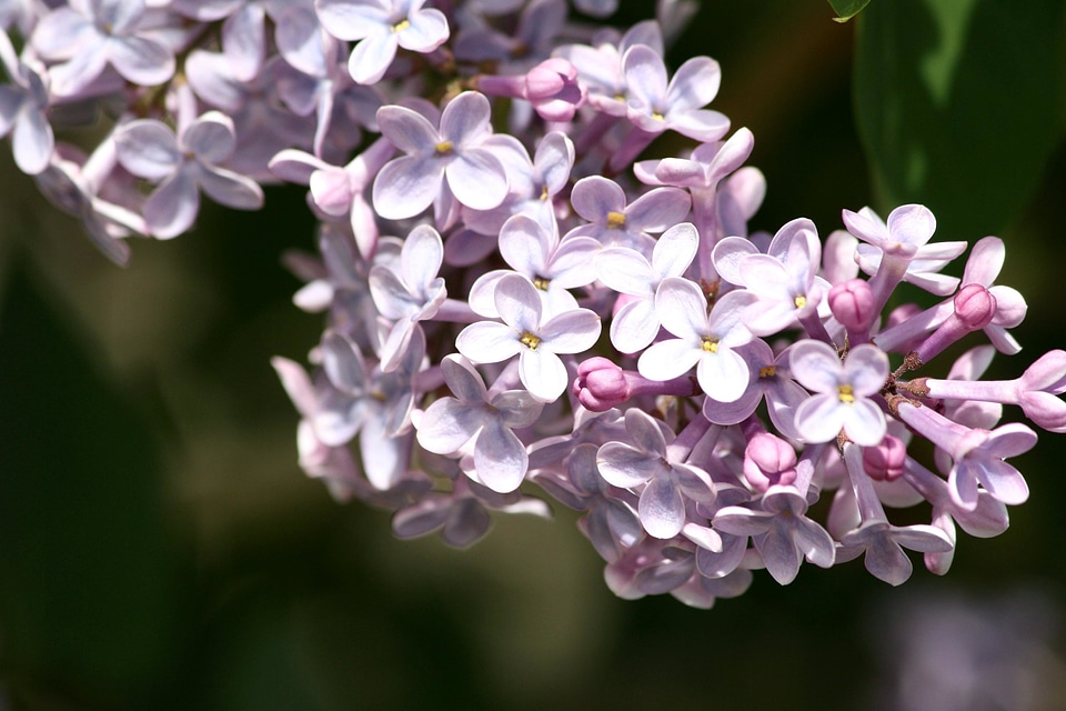 Flowers petals pinkish
