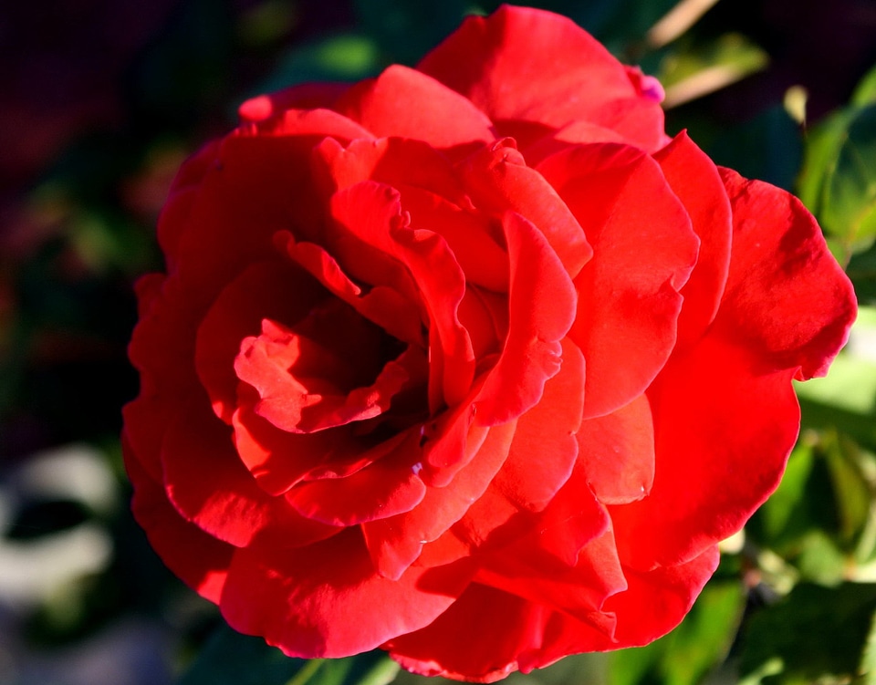 Beautiful Photo bloom blooming