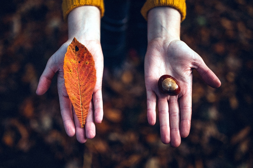Autumn autumn season beautiful photo