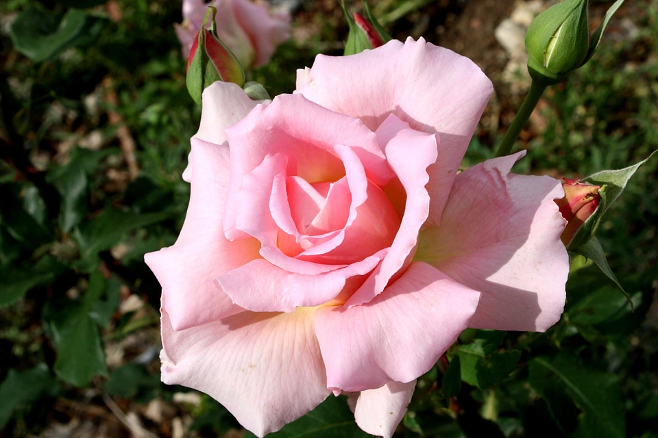 Beautiful Image beautiful photo bloom