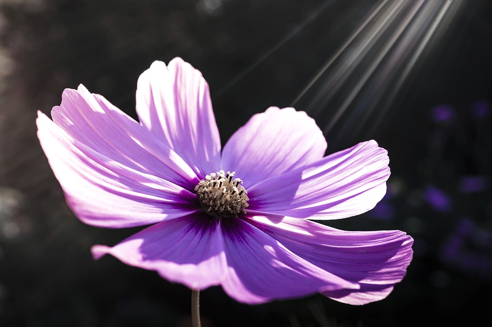 Beautiful Image beautiful photo flora