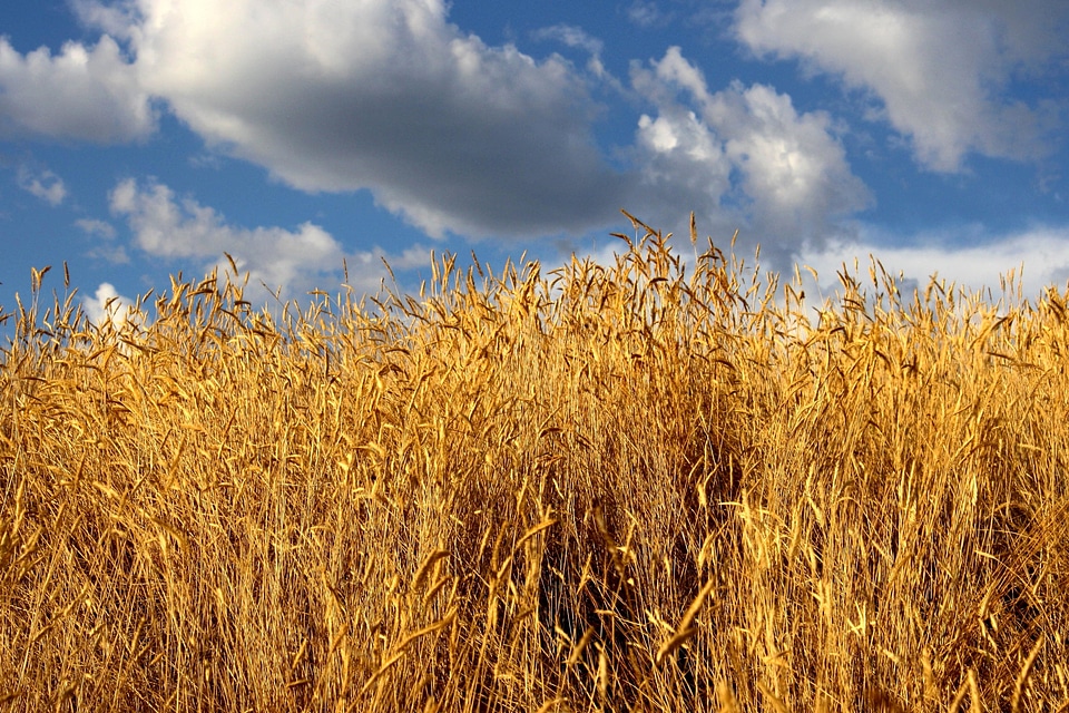 Autumn autumn season grass