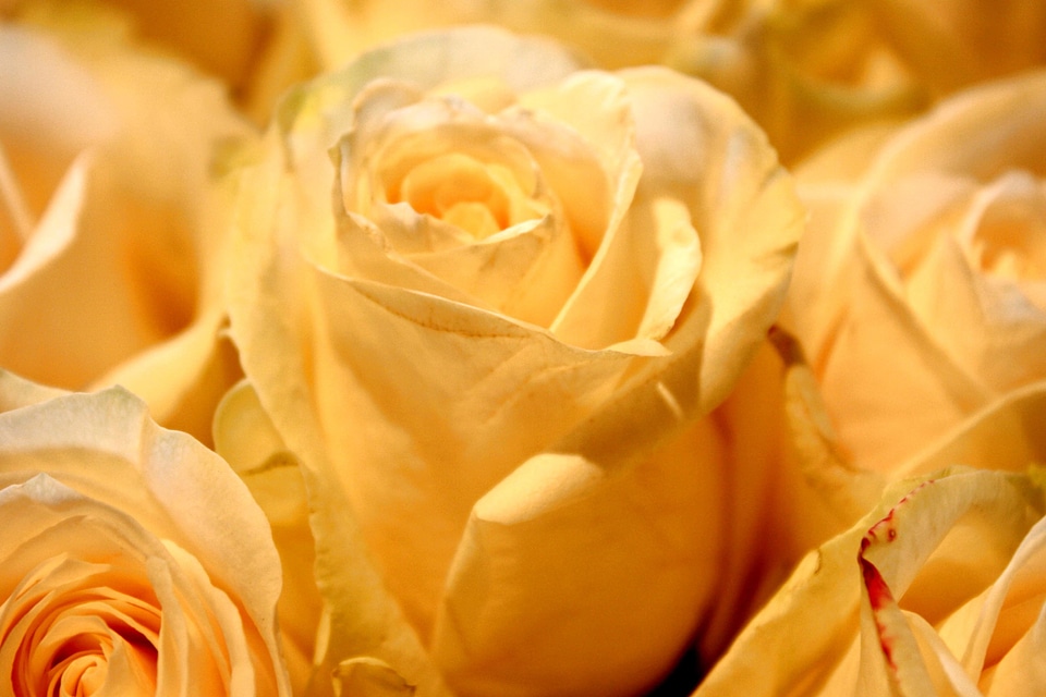 Beautiful Photo flower bud flowers