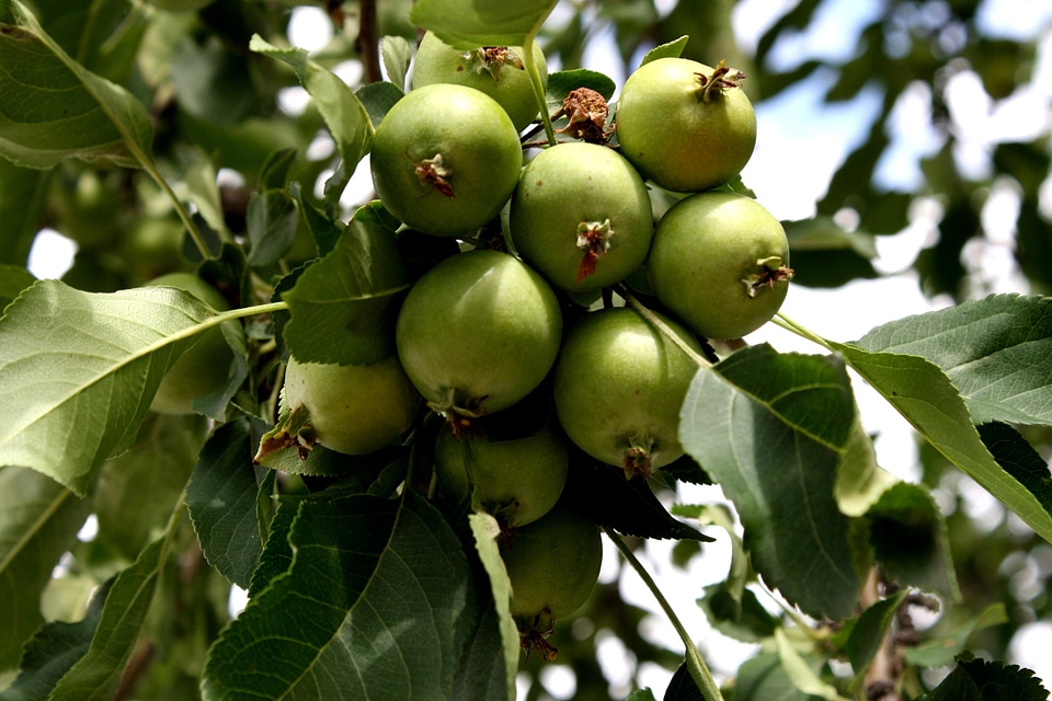 Apple fruit green leaves