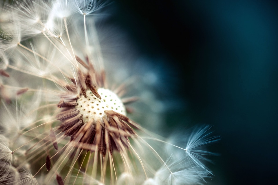 Dandelion flora flower