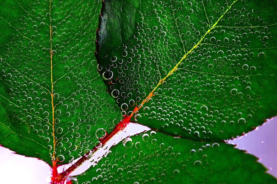 Dark Green green green leaves