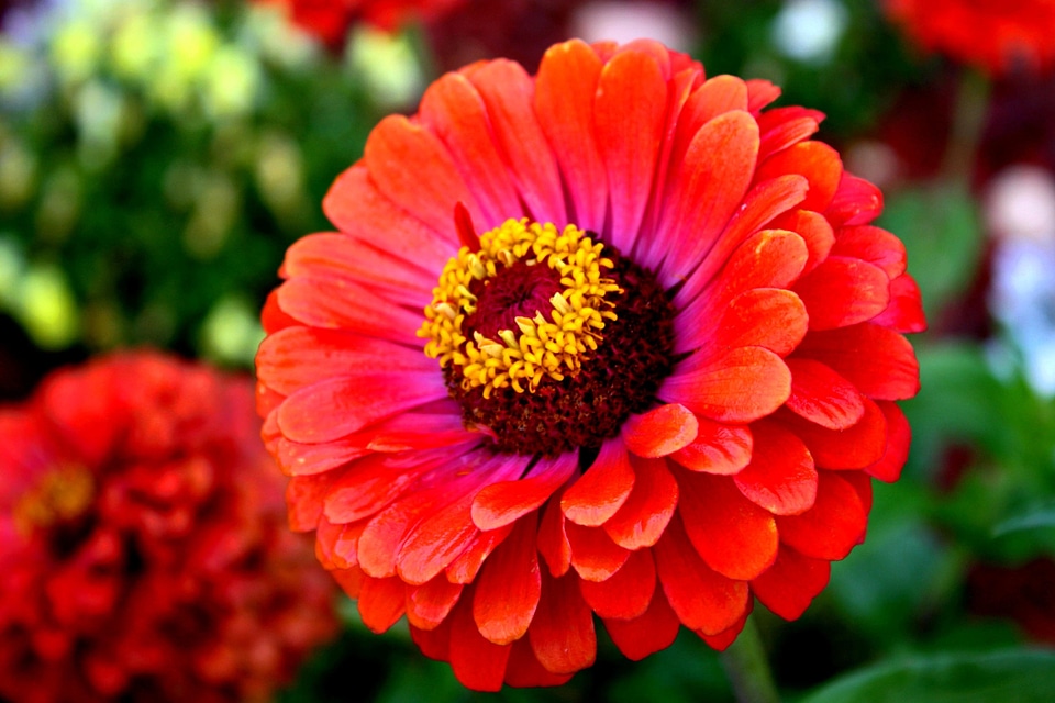 Beautiful Image beautiful photo flora