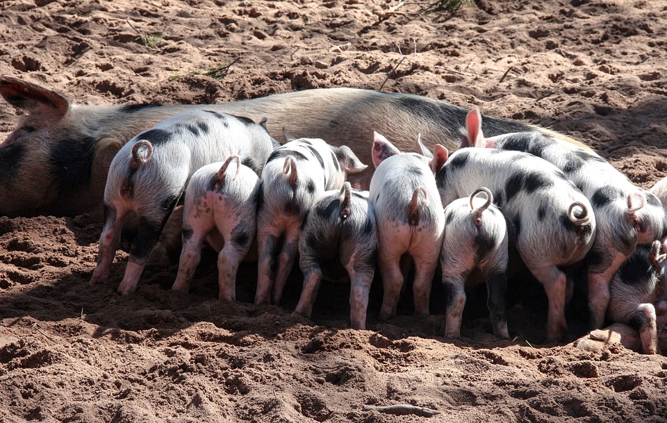Animals farm farmland