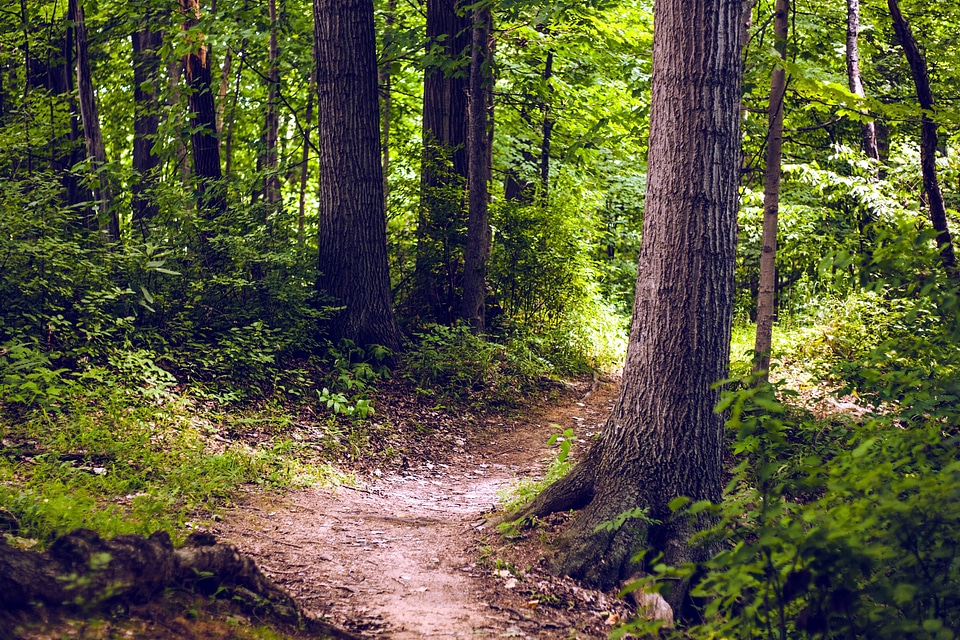 Beautiful Photo forest path forest road