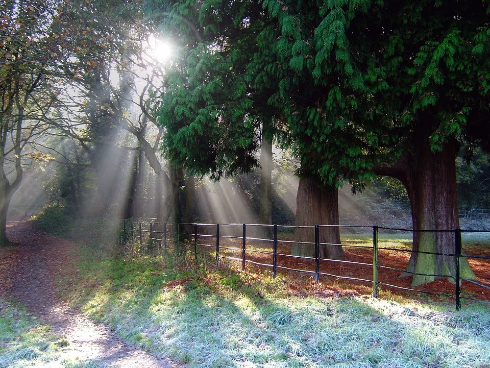 Beautiful Photo fence forest
