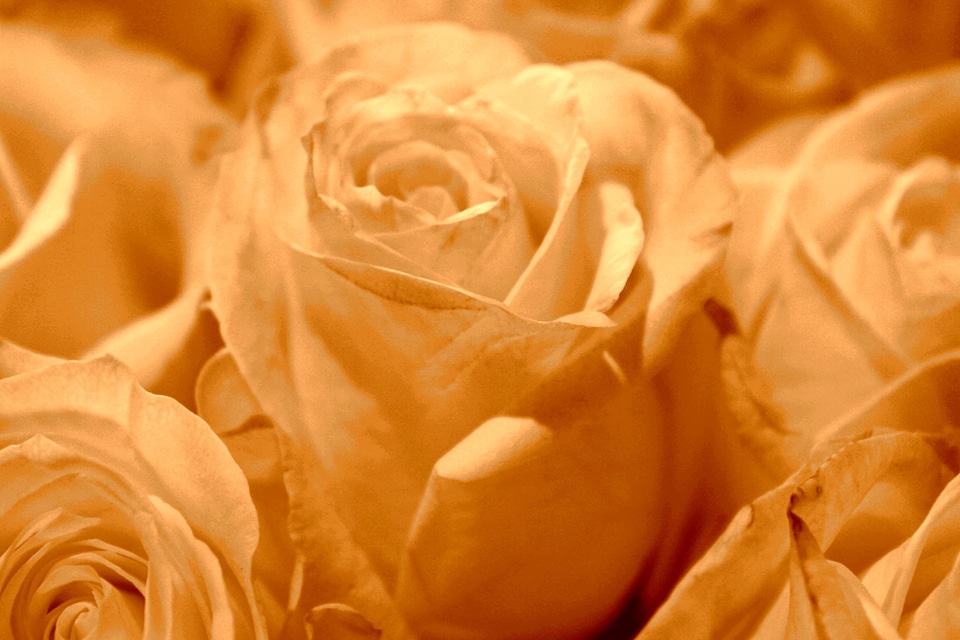 Beautiful Photo flora flower bud