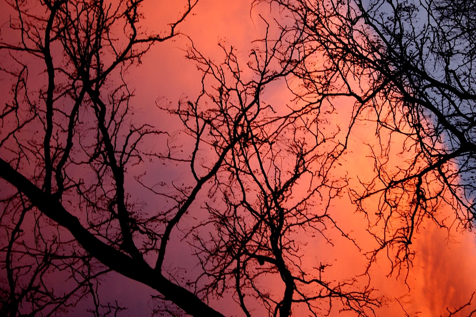 Branches dusk nature