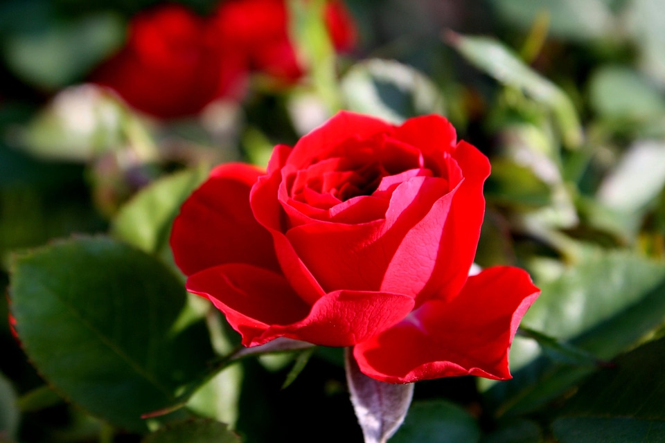 Beautiful Photo flora flower bud