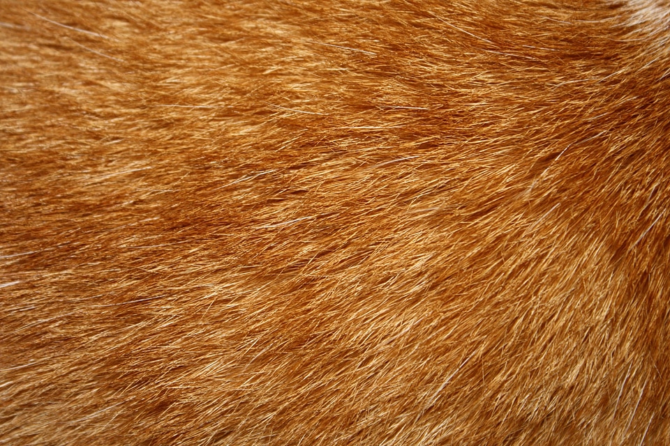 Blond blonde hair fur