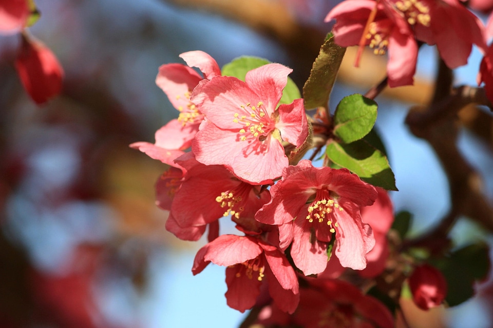 Beautiful Photo branches flower garden