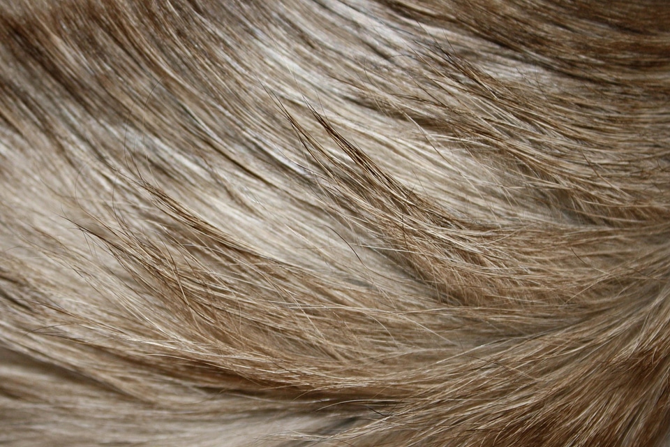 Blonde Hair fur pattern