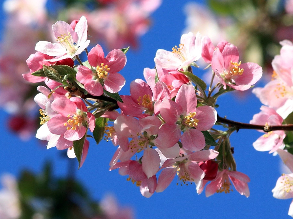 Beautiful Photo flower bud flowering cherry