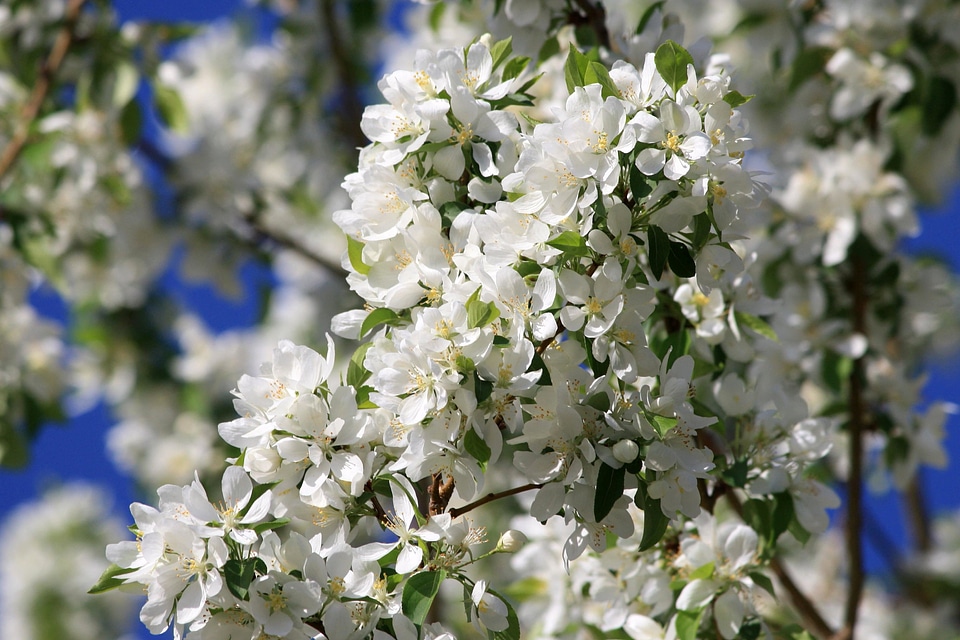 Agriculture branches flowers