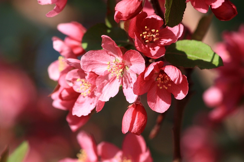 Beautiful Photo flower bud flower garden