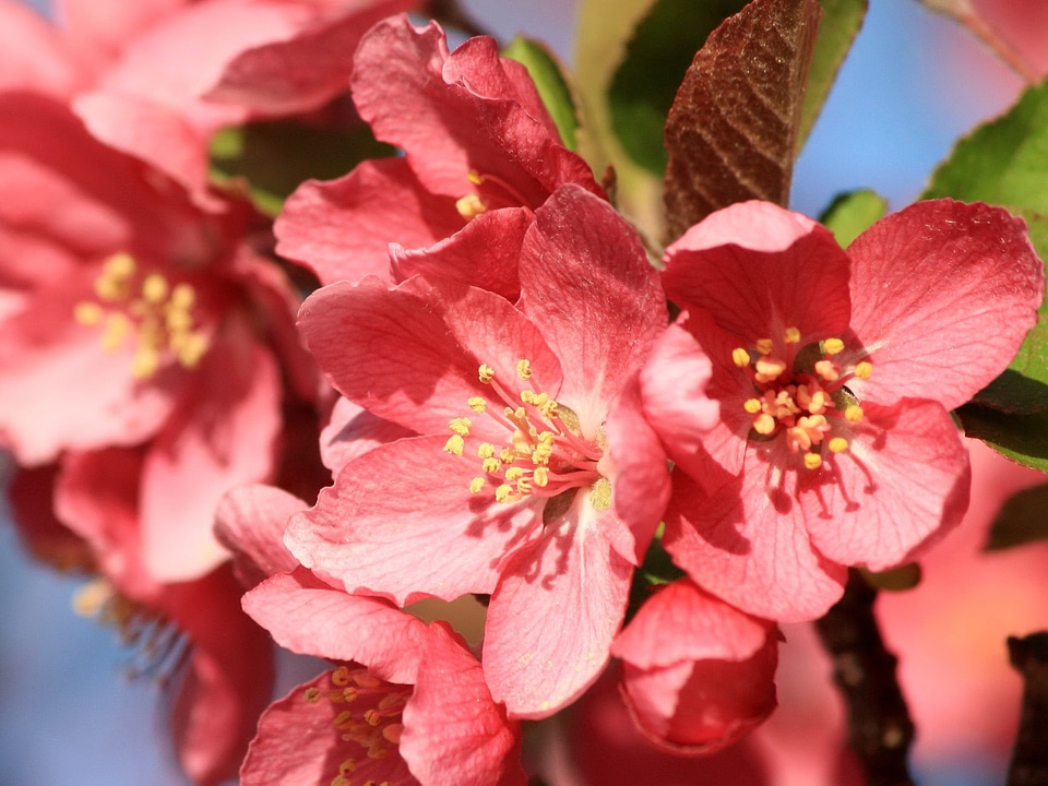 Beautiful Photo flower bud flower garden