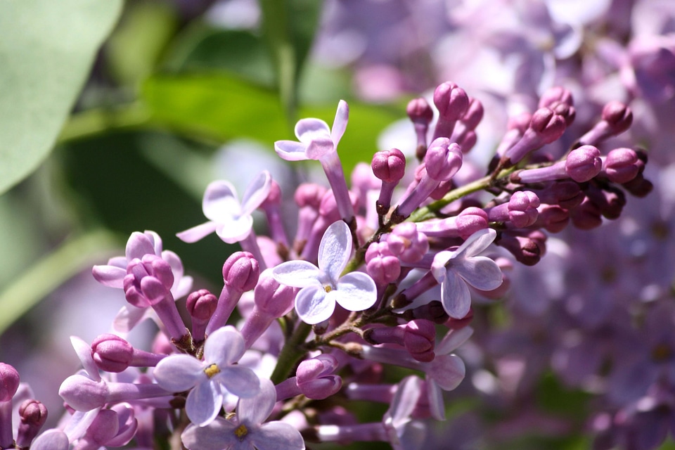 Beautiful Photo bloom flower