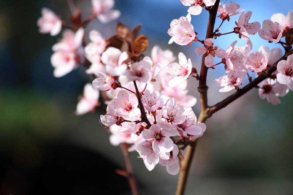 Beautiful Photo branch flower