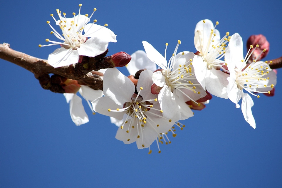 Branch petals spring