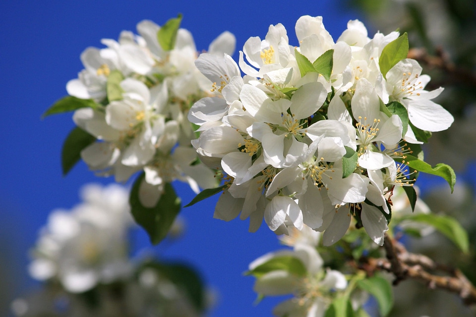 Blossom branch flower