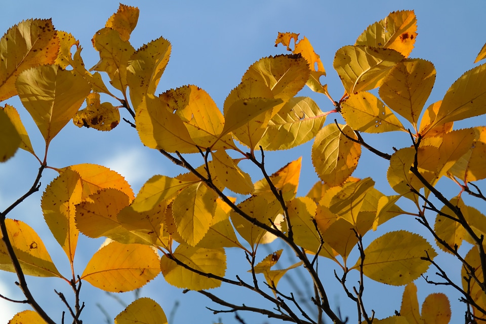 Fall foliage coloring fall color