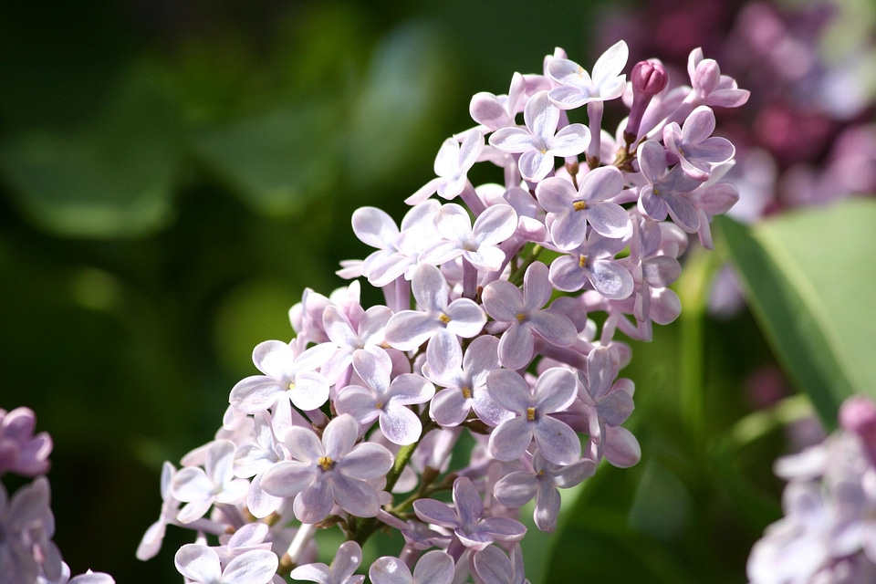 Flower Bud flower garden lilac photo