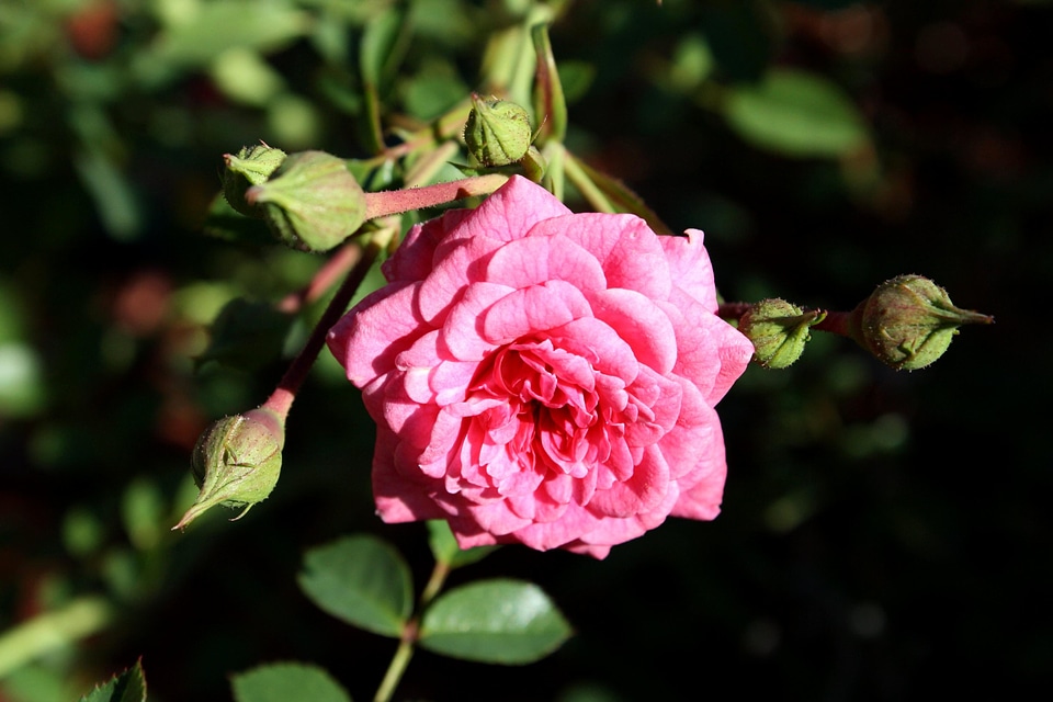 Beautiful Photo bloom blooming