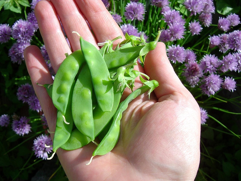 Hand vegetable 